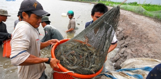 Ứng dụng hệ thống diệt khuẩn khí Clo trong phòng chống dịch bệnh tôm nuôi tại Kiên Giang